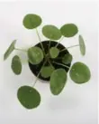  ?? HARSTER GREENHOUSE­S ?? The minimalist Pilea looks like a creation by Dr. Suess.