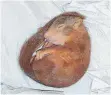  ?? FOTO: DPA ?? Müde von der Verfolgung­sjagd: Eichhörnch­en Karl- Friedrich schläft in einer Auffangsta­tion.