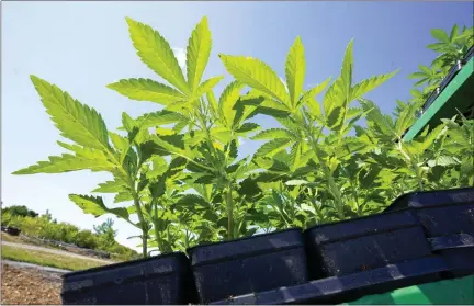  ?? MARY ALTAFFER, FILE — THE ASSOCIATED PRESS ?? Marijuana plants for the adult recreation­al market are loaded on a tractor for planting at Hepworth Farms in Milton, N.Y., July 15, 2022.