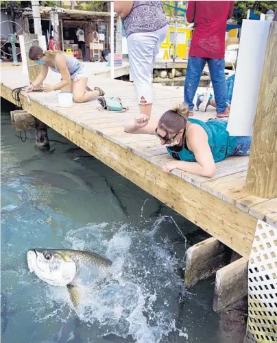  ?? ANDY NEWMAN/FLORIDA KEYS NEWS BUREAU VIA AP ?? A visitor to the Florida Keys feeds a tarpon at Robbie’s Marina on June 1.