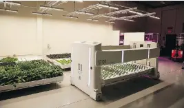  ??  ?? Angus the robot, less C-3PO and more tanning bed, transports plants being grown.