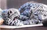  ?? DEAN HANSON/JOURNAL ?? Kachina the snow leopard, seen here on the right in this 2010 photo, stretches out in her enclosure next to one of her triplets at the ABQ BioPark. Diagnosed with an inoperable tumor in January, Kachina died Thursday.