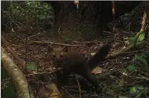  ?? MARK LINNELL — U.S. FOREST SERVICE ?? The Humboldt Marten in its habitat.