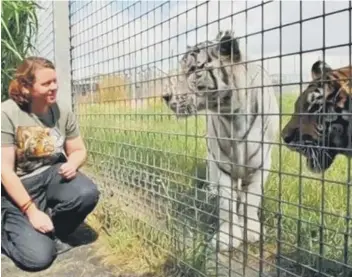  ??  ?? Rosa King with the tigers at Hamerton Zoo