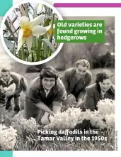  ??  ?? Picking daffodils in the Tamar Valley in the 1950s