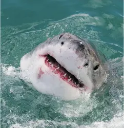  ?? GETTY IMAGES / FILES ?? “It was terrifying,” said Pat Barker about a great white shark, like this one, that followed the canoe she and her husband were in. “I thought I was going to die.”