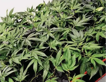  ?? Arnold Gold/Hearst Connecticu­t Media file photo ?? Lemon Cherry Gelato cannabis plants develop roots in a propagatio­n room at the CTPharma cultivatio­n facility in Rocky Hill late last year.