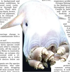  ??  ?? The Dumbo octopus is found in the deepest waters of our oceans.