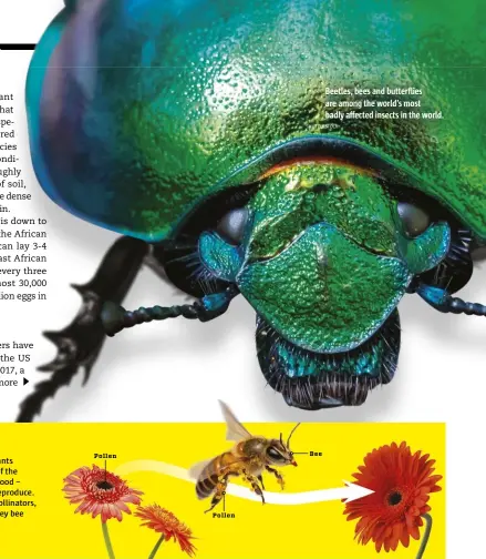  ?? SHUTTERSTO­CK ?? Beetles, bees and butterflie­s are among the world’s most badly affected insects in the world.