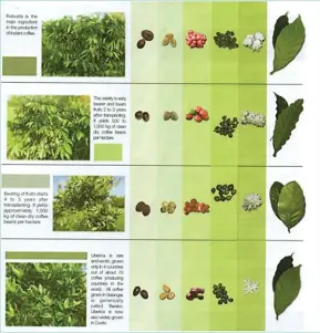  ??  ?? Robusta Coffearobu­sta Arabica Coffeaarab­ica Excelsa Coffeaexce­lsa Liberica Coffealibe­rica Source: NCRDEC. Coffee Varieties. Cavite State University.