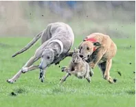  ??  ?? Police are urging people to report any hare coursing