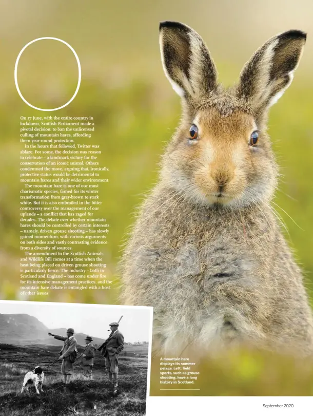  ??  ?? 52
A mountain hare displays its summer pelage. Left: field sports, such as grouse shooting, have a long history in Scotland.