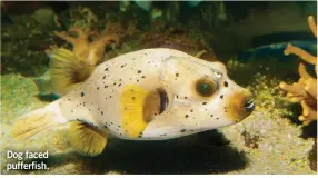  ??  ?? Dog faced pufferfish.