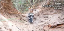  ??  ?? Hoopoe, Amble, Northumber­land, 6 October