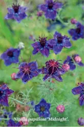  ??  ?? Nigella papillosa ‘Midnight’.