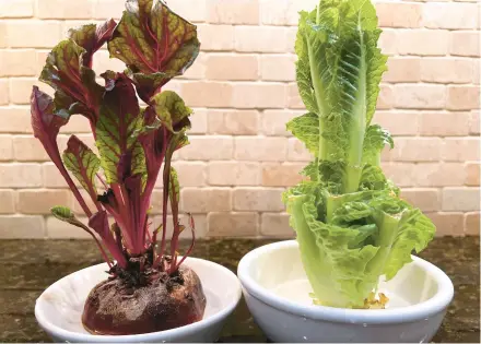  ?? JESSICA DAMIANO/AP PHOTOS ?? Beet greens, left, and romaine lettuce grow from kitchen scraps. Below, new celery stalks sprout from the severed base of a head.