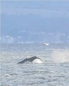  ?? Picture: Walk Highlands and Islands Ltd. ?? The leviathan spotted off the Fife coast.