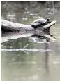  ??  ?? A turtle takes in some sun on the banks of Buffalo Bayou.