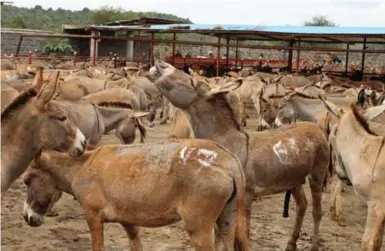  ?? RACHEL NUWER/THE NEW YORK TIMES ?? Donkeys at the Goldox Donkey Slaughterh­ouse, Kenya’s largest abattoir, which claims to process some 450 donkeys a day.