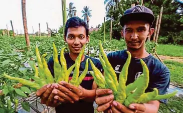 ?? BERNAMA PIC ?? Sidek Ali Hussein (left) and Marzuki Awang showing their green chilli pepper crops, better known as ‘lada solok’, in Tumpat recently.