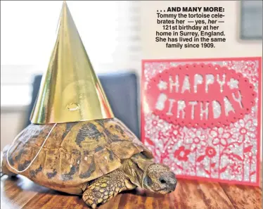  ??  ?? . . . AND MANY MORE: Tommy the tortoise celebrates her — yes, her — 121st birthday at her home in Surrey, England. She has lived in the same family since 1909.
