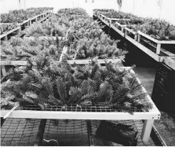  ?? ?? Fir samples from trees are tested for needle retention in Pullman, Wash. Big growers harvest a million trees a year.