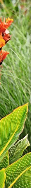  ??  ?? Compact canna ‘Striata’ forms a clump of light green leaves, handsomely striped with deep yellow along the veins, and vivid orange flowers lasting into autumn.