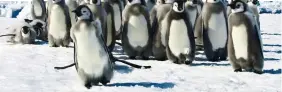  ?? ?? TAKING
THE PLUNGE: Emperor penguin chicks arrive at the water’s edge in Frozen Planet II