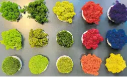  ?? ?? Ein Regenbogen aus der Natur: Das Moos wird mit Lebensmitt­elfarbe eingefärbt und durch konservier­ende Salze haltbar gemacht.