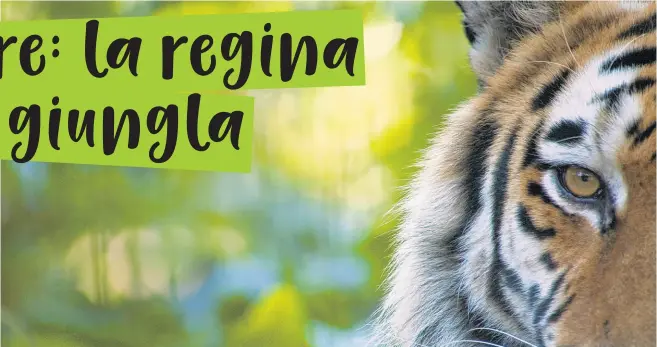  ?? © naturepl.com / Edwin Giesbers / WWF ?? La regina della giungla