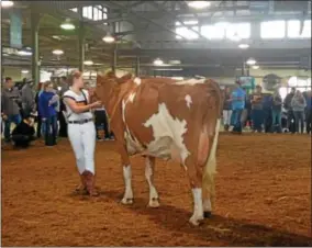  ??  ?? Rebecca Ax showing cows for Dairy Handlers Competitio­n.