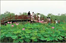  ?? SONG YU / FOR CHINA DAILY ?? Tourists admire a pond of lotus An environmen­tally friendly tourist boat plies its trade on Baiyangdia­n Lake in