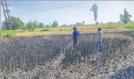 ?? DEBABRATA MOHANTY/HT/NATIONAL RICE RESEARCH INSTITUTE ?? (Top)Brunda Sahoo’s nephew and friend in the field in Bargarh district where Sahoo set afire his destroyed crop; (top right) the brown planthoppe­r