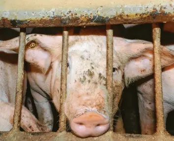  ?? Foto: picture alliance ?? Im Roman von Jean-Baptiste del Amo sind Schweine allgegenwä­rtig.