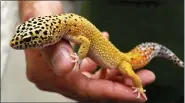  ?? AP PHOTO/THE GAINESVILL­E SUN, DOUG FINGER ?? In this 2014, file photo, Mike Layman, co-owner of the Gourmet Rodent, holds a leopard gecko at his reptilerea­ring facility in Newberry, Fla. The leopard gecko is a cute little lizard that’s easy to care for.