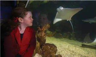  ??  ?? Ava McDonnell (5) watches the stingray.