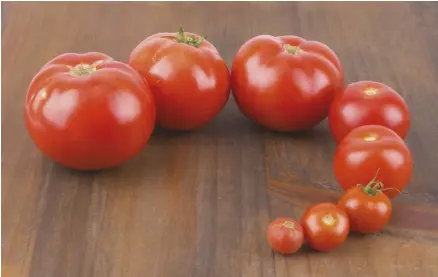  ??  ?? Plant different types of tomatoes with differing maturity lengths so you can have tasty toms all season long.