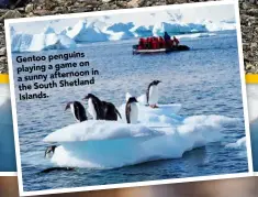  ??  ?? Gentoo penguins
on playing a game
in a sunny afternoon the South Shetland Islands.