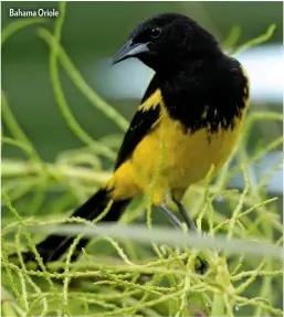  ??  ?? Bahama Oriole