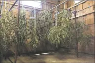  ?? Katrina Koerting / Hearst Connecticu­t Media ?? Drying hemp plants hang in Curtis Ek’s barn in New Milford on Friday. About 85 percent of his crop was stolen last week.