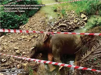  ??  ?? GAJAH yang ditembak mati menggunaka­n senjata api jenis bakakuk di Ladang Cenderamat­a, Tawau. CLARICE menunjukka­n kawasan yang dinaiki air.