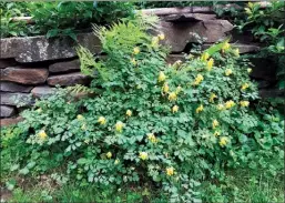  ?? Lee Reich via AP ?? This photo shows corydalis growing in New Paltz, NY. Corydalis, pretty all season long, finds its own place, and dresses up, this stone wall.