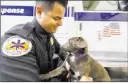  ??  ?? Paramedic Lester Hernandez with Houston, a Hurricane Harvey survivor, Thursday in Las Vegas.