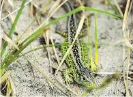  ??  ?? Al sole
Una lucertola di sabbia alla ricerca del posto dove scavare la tana per deporre le uova.
Nel parco ci sono 145 specie in via di estinzione