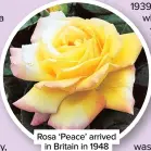  ??  ?? Rosa ‘Peace’ arrived in Britain in 1948