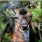  ?? CURTIS COMPTON / CCOMPTON@AJC.COM 2007 ?? A European fallow deer looks out from its hiding place on Little St. Simons Island.