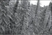  ?? PHOTOSPIN.COM ?? PAUL BRIERLEY, EXECUTIVE DIRECTOR of the Yuma Center for Excellence in Desert Agricultur­e, said there’s no way to know just how hemp crops would perform here until research is conducted.