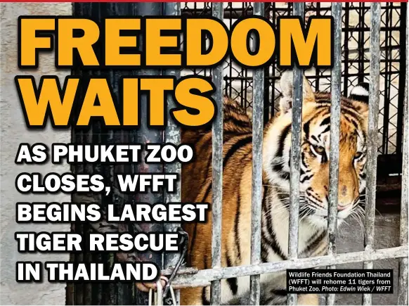  ?? Photo: Edwin Wiek / WFFT ?? Wildlife Friends Foundation Thailand (WFFT) will rehome 11 tigers from Phuket Zoo.