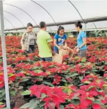  ?? /GUILLERMO MUNDO ?? lleva cerca de 20 años con la producción de esta flor de temporada