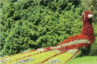  ?? Foto: Nicole Schmidt ?? Der Blumenpfau ist von der Insel Mainau nicht wegzudenke­n.